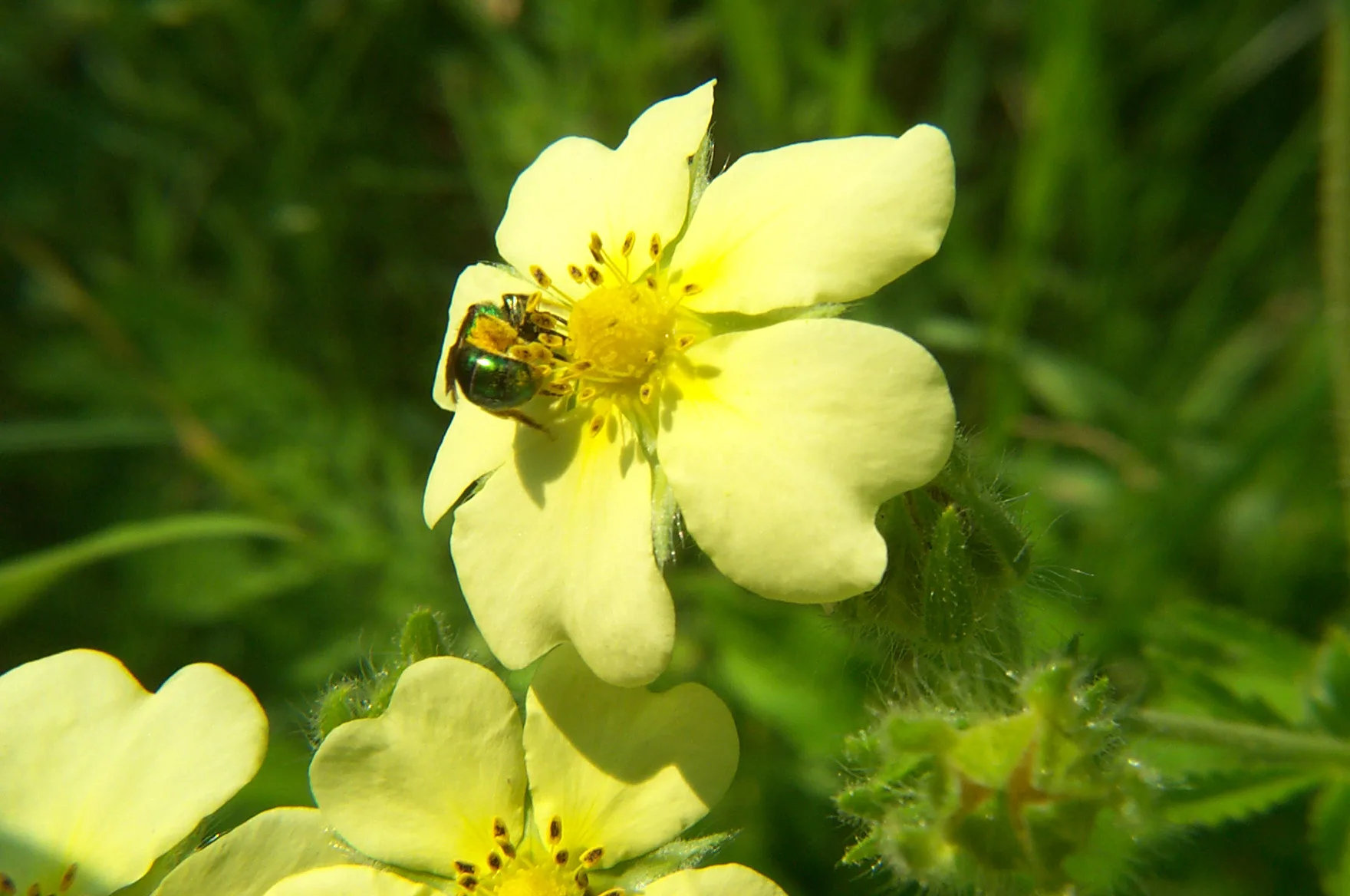Photo d'une abeille qui butine sur une fleur